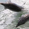 Dolphins Leaping Through Water